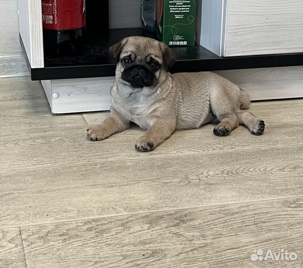 Лапочки Мопсики