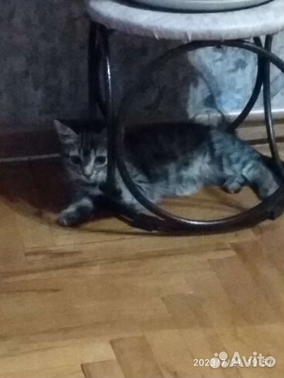 Кошечка в добрые руки