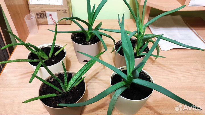 Алоэ лечебное