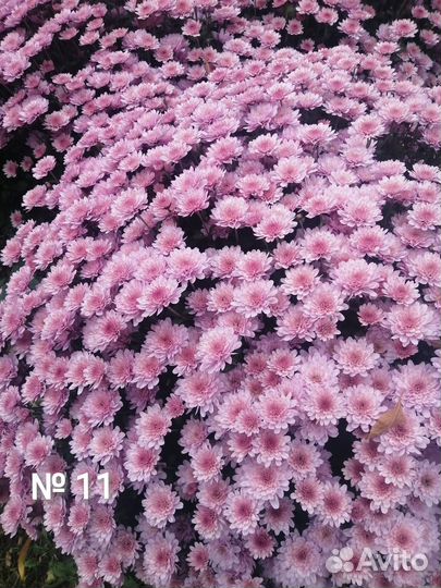 Хризантем мультифлора