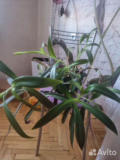 Комнатные цаеты