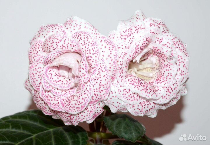 Глоксиния махровая сортовая