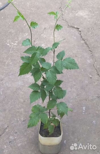 Саженцы ежевики ремонтантной