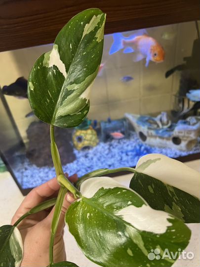 Филодендрон белая принцесса