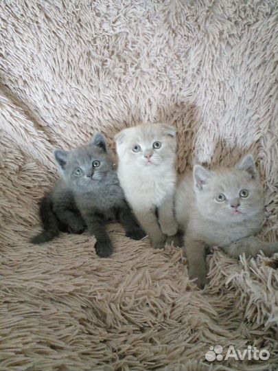 Британские котята