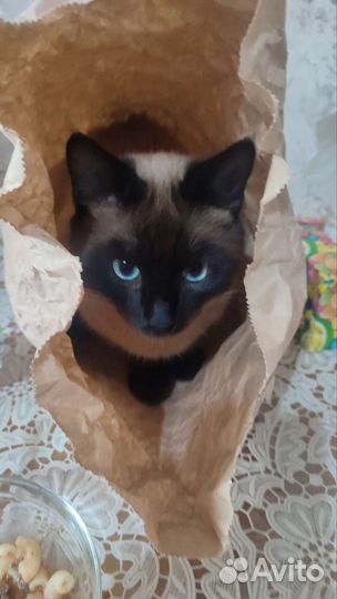 Просто милый кот