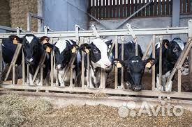 Зоотехник (Воронежская область, Павловский район)