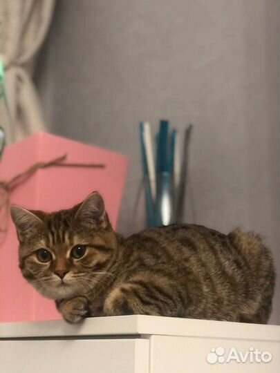 Шотландская кошечка