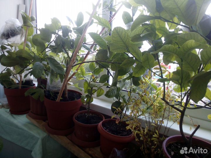 Лимоны, мандарины, апельсины