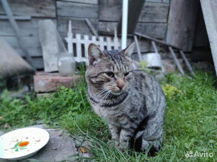 Отдадим кота в добрые руки