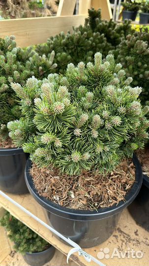 Сосна Пикобелло