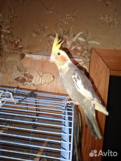 Попугай корелла птенец