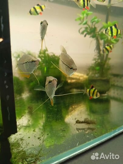 Аквариумные рыбки