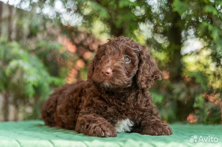Шоколадная девочка испанской водяной собаки