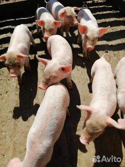Поросята