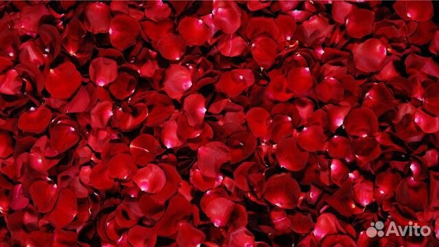 Лепестки роз