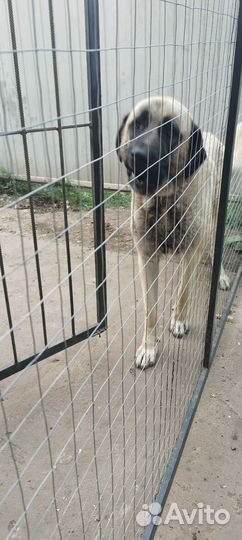 Турецкий кангал