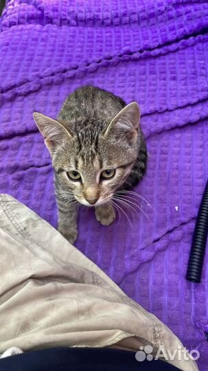 Котенок девочка в добрые руки