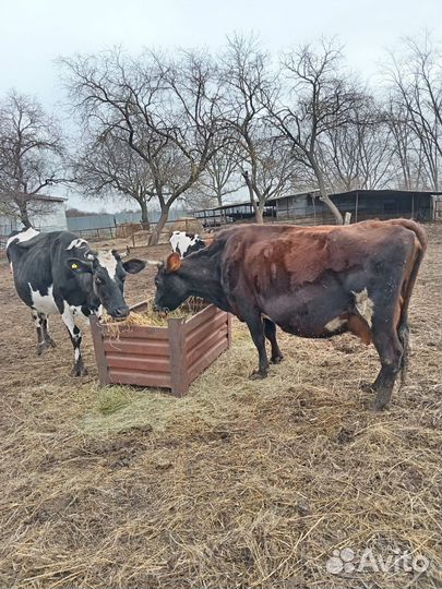 Отличные телки от высокоудойных коров