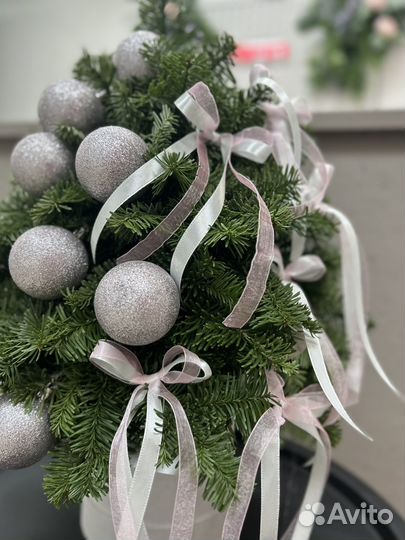 Елка из нобилиса