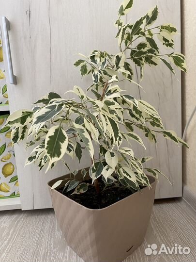 Фикус старлайт