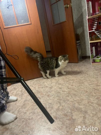 Кот в добрые руки