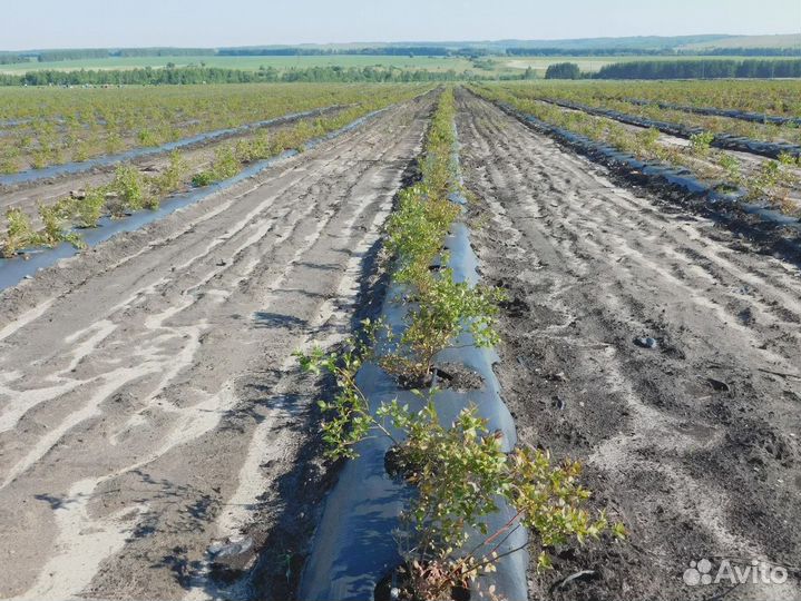 Геоткань Агротекс 100 (1,6м рулон 50м) черный