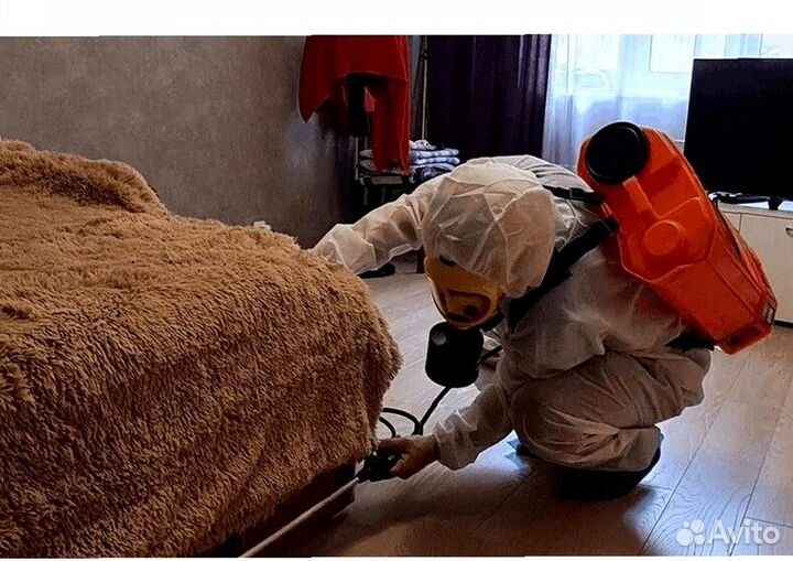 Уничтожение клопов тараканов грызунов