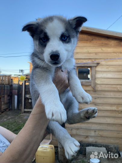 Щенки хаски