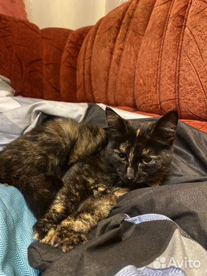 Отдам котенка в хорошие руки, девочка, 4 месяца