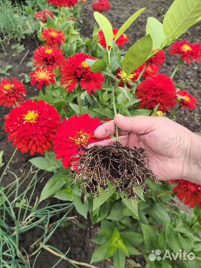 Павловский комнатный лимон