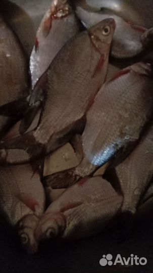 Свежая рыба