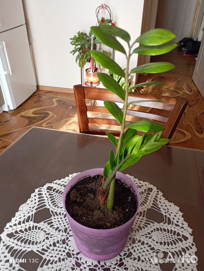 Комнатные цветы