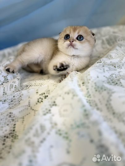 Шотландский вислоухий