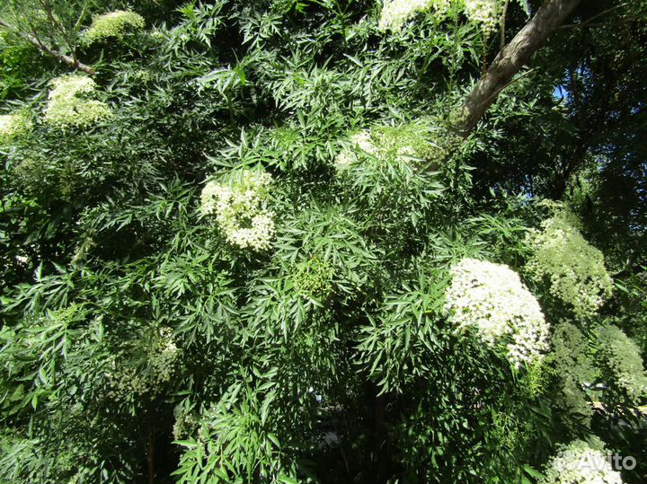 Блек бьюти мадонна - бузина разные сорта почта