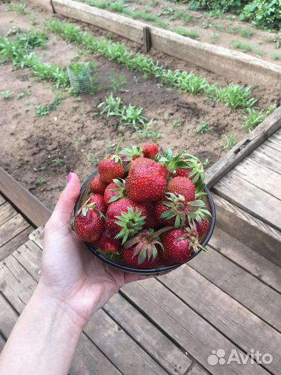 Рассада клубники польше