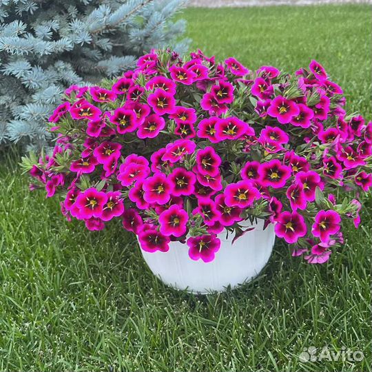 Петуния ампельная