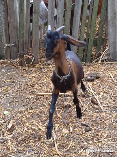 Нубийские козлята