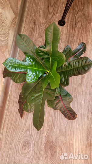 Кротон экселент