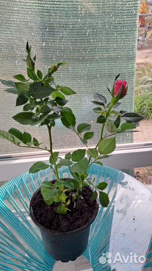 Комнатная роза в горшке