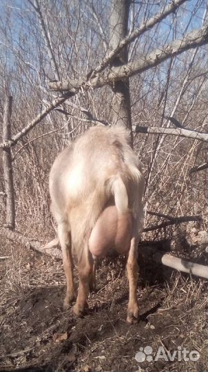 Козлы и козочки