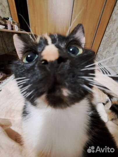 Кошка милашка