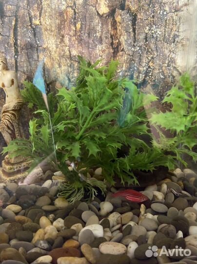 Декорации для аквариума