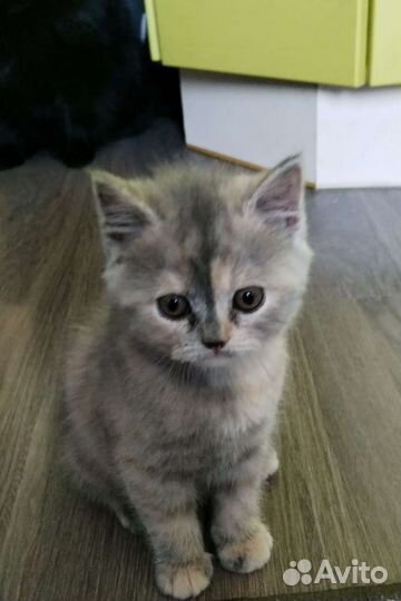 Шотландская