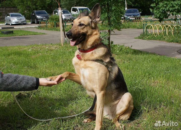 Рона ищет дом