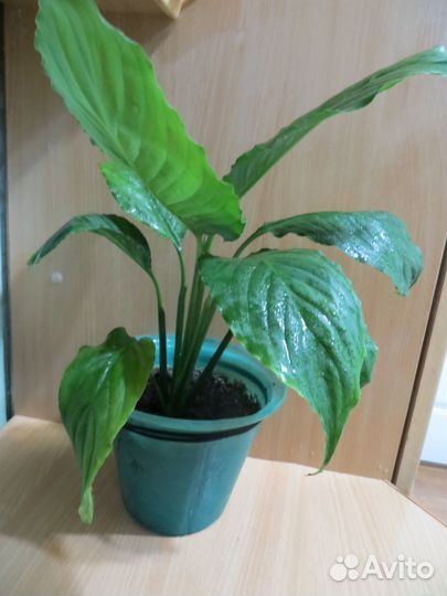 Cпатифиллум,дeкaбрист,денеж.дерево,педилантус