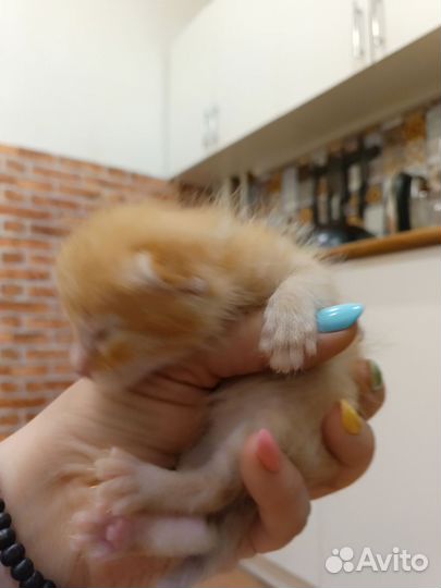 Котята в добрые руки бесплатно