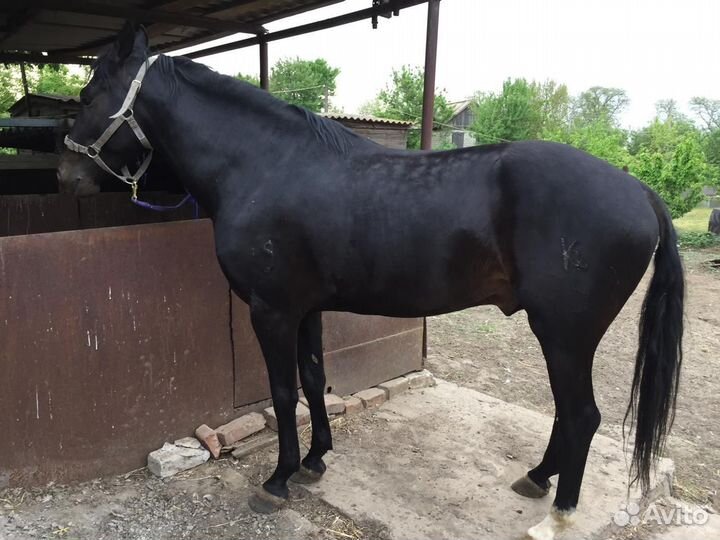 Продается жеребец карачаевской породы