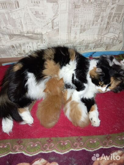 Котятки в добрые руки