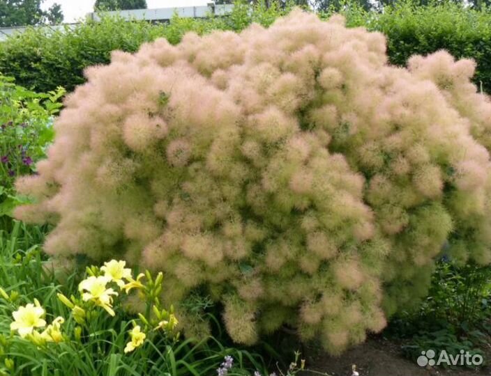 Скумпия кожевенная саженцы